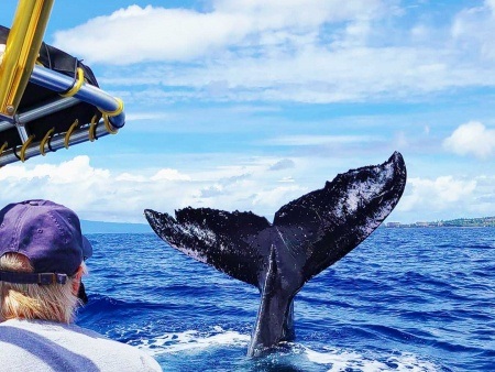 humpback whale tail fluke in ocean maui ultimate whale watch