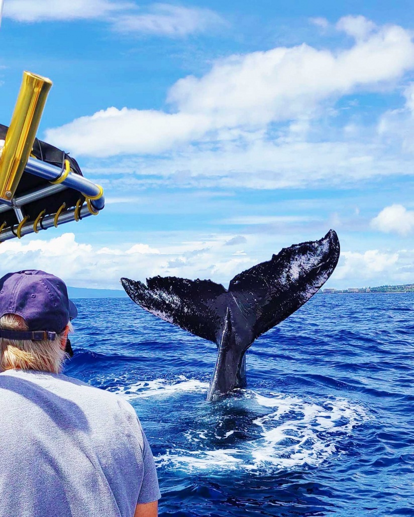 humpback whale tail fluke in ocean maui ultimate whale watch