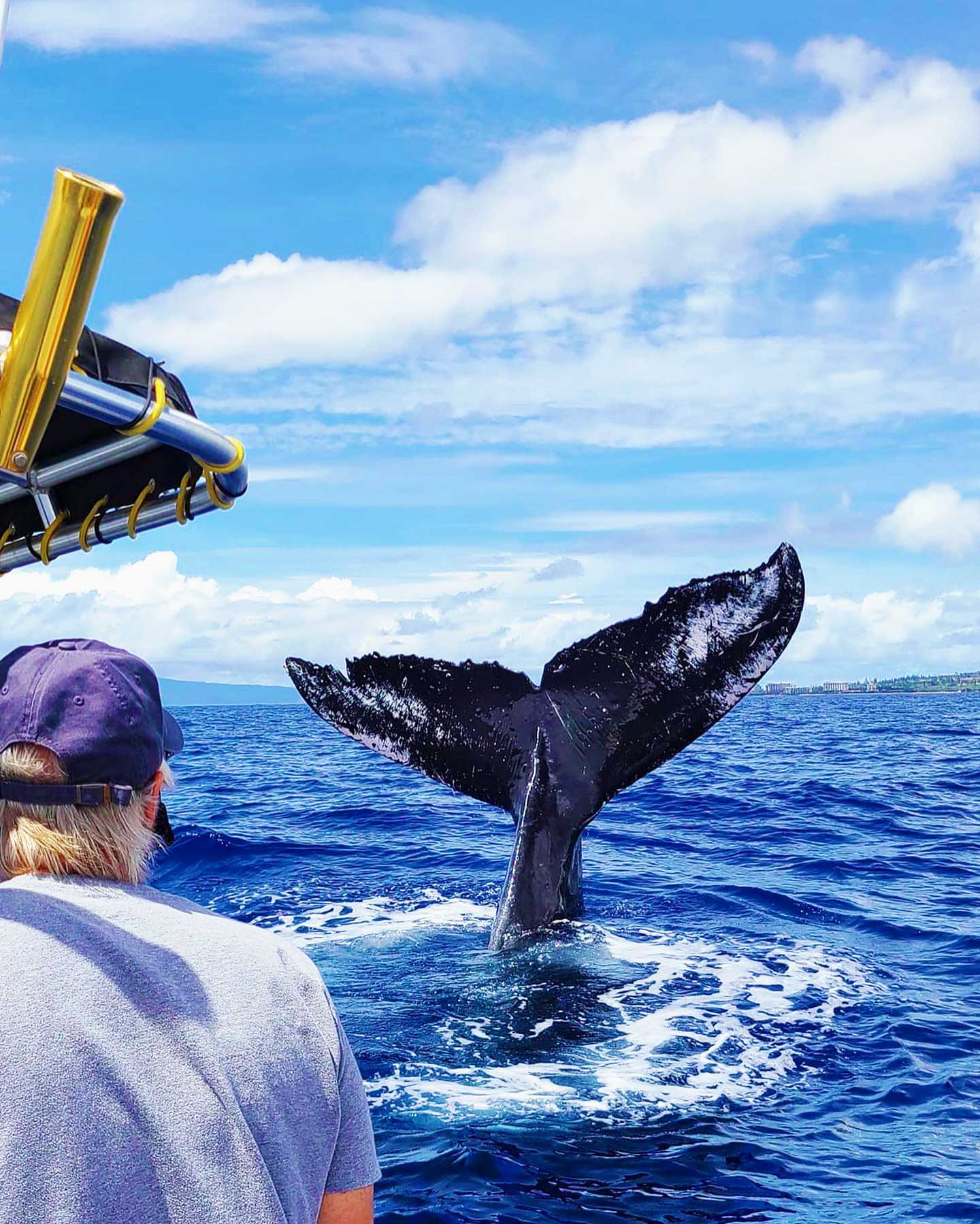 Ultimate Whale Watch and Snorkel Best Maui Whale Watch Tours