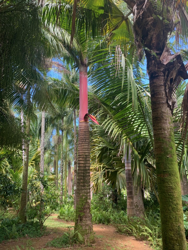 international palm society LemurophoenixWelchGarden scaled