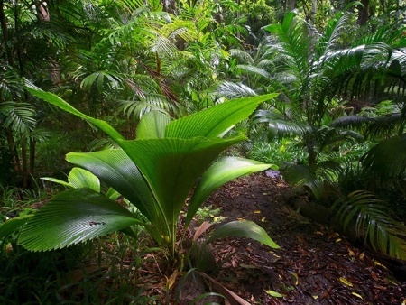 international palm society MerwinJoeyPalmForest