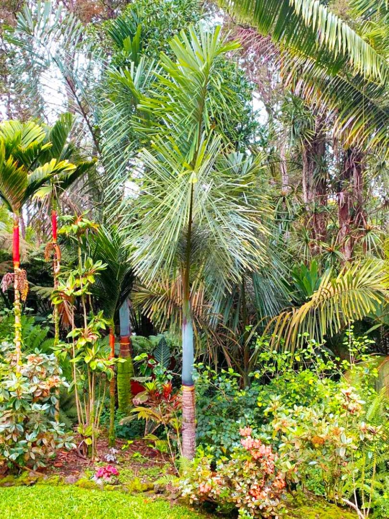ouer garden palms pic
