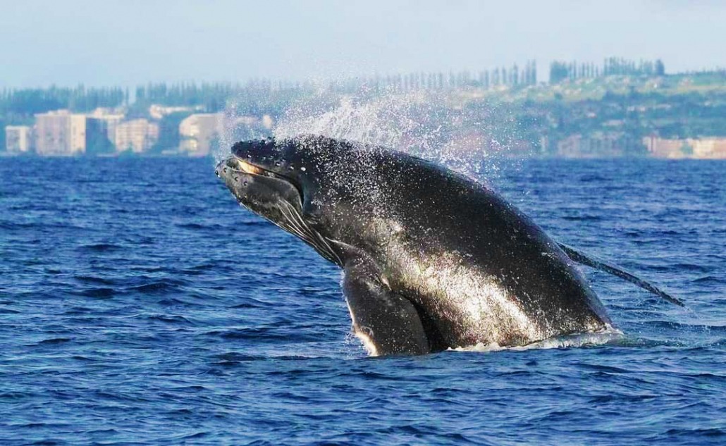 photo of a baby whale breaching ultimate whale watch
