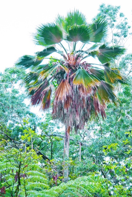 pritchardia palms
