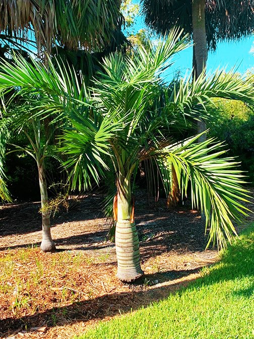 pseydophoenix palms