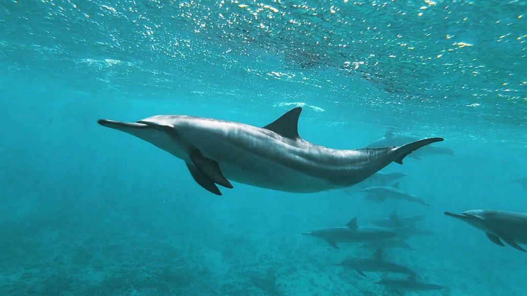 see wild spinner dolphins and feel their joy as they leap and play adventure boat tours big island hawaii