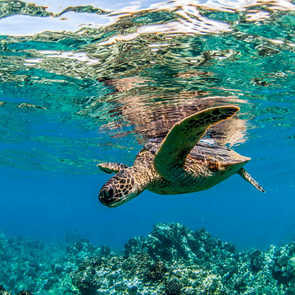 Snorkel With Turtles Maui