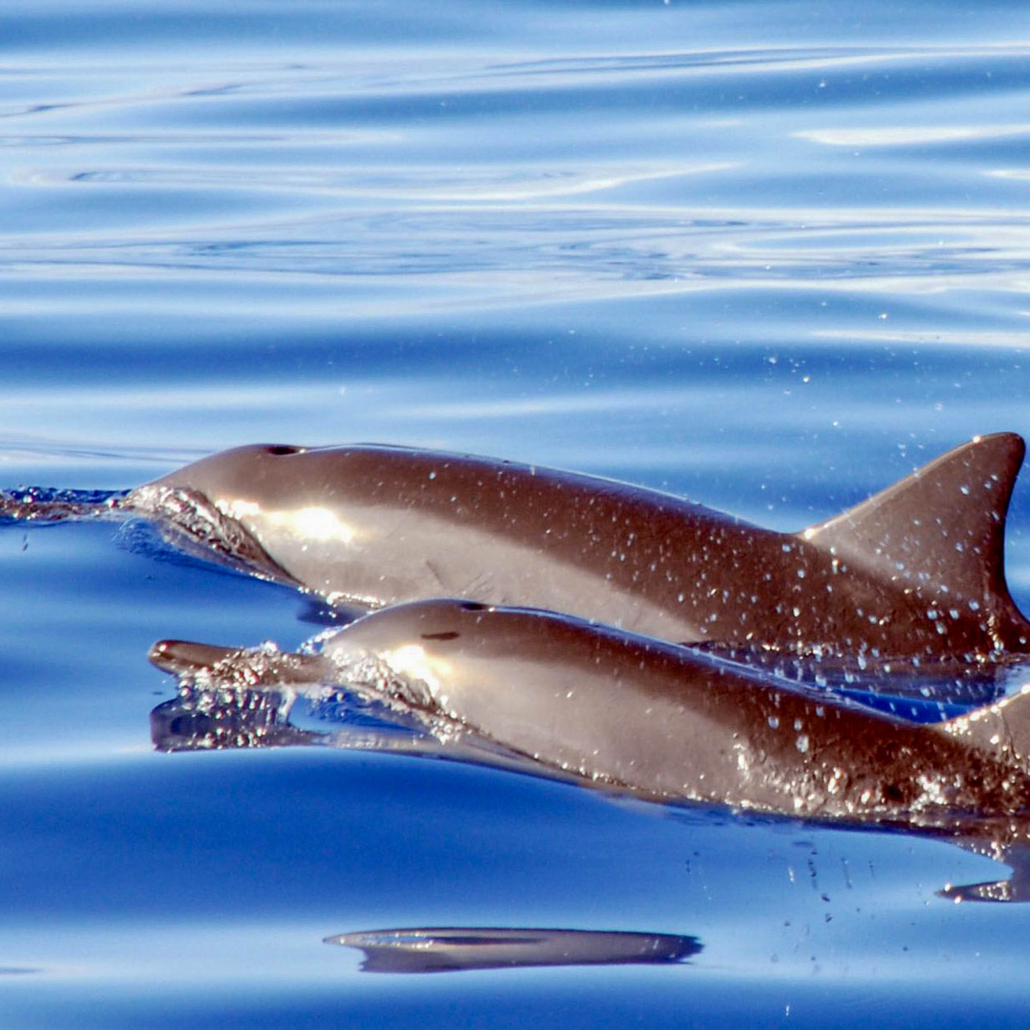 Swimming Dolphins West Oahu Snorkeling Ocean Joy Cruises