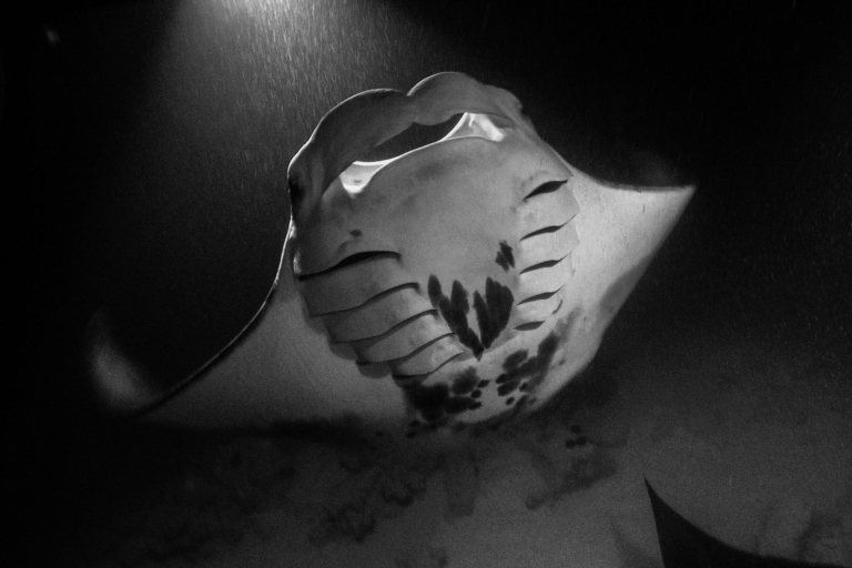 Watching Manta Rays Hawaiian Kine Adventures 