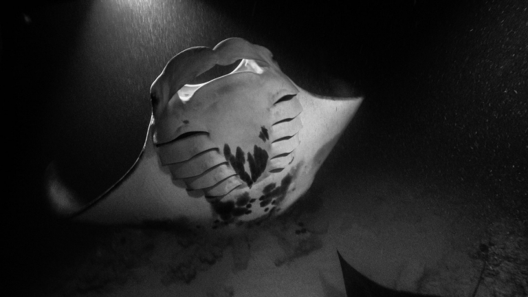 watching manta rays hawaiian kine adventures