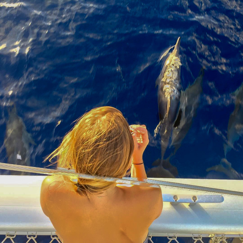 Watching The Beautiful Dolphins Mana Cruises Oahu Snorkel Tour
