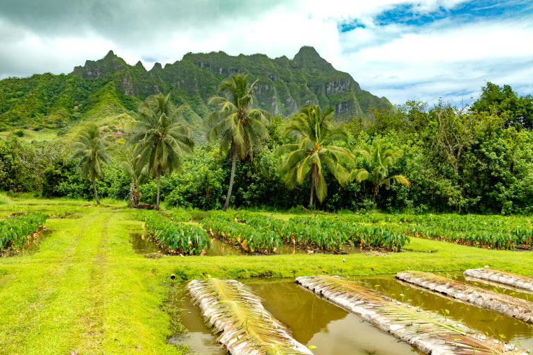 Kualoa Hawaii Grown Tour Taro Field Kualoa Ranch Oahu hawaiitoursphoto-3 Kualoa Hawaii Grown Tour Taro Field Kualoa Ranch Oahu