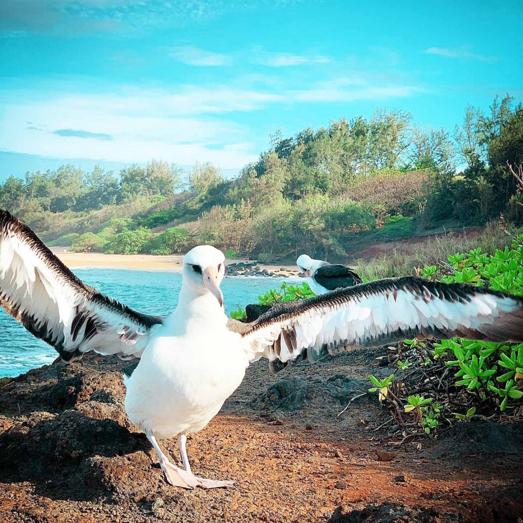 albatross birds at kauai coastline kauai hiking tours