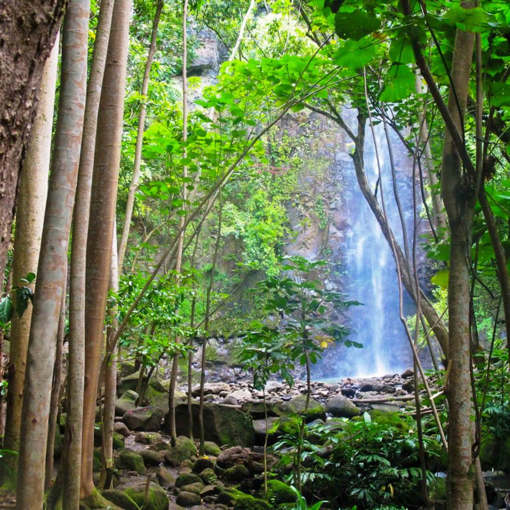 Ancientriverkayak Secret Falls Kayak Tour Forest