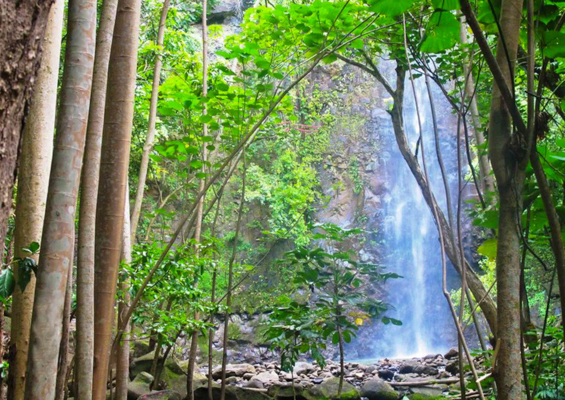 Ancientriverkayak Secret Falls Kayak Tour Forest Slider