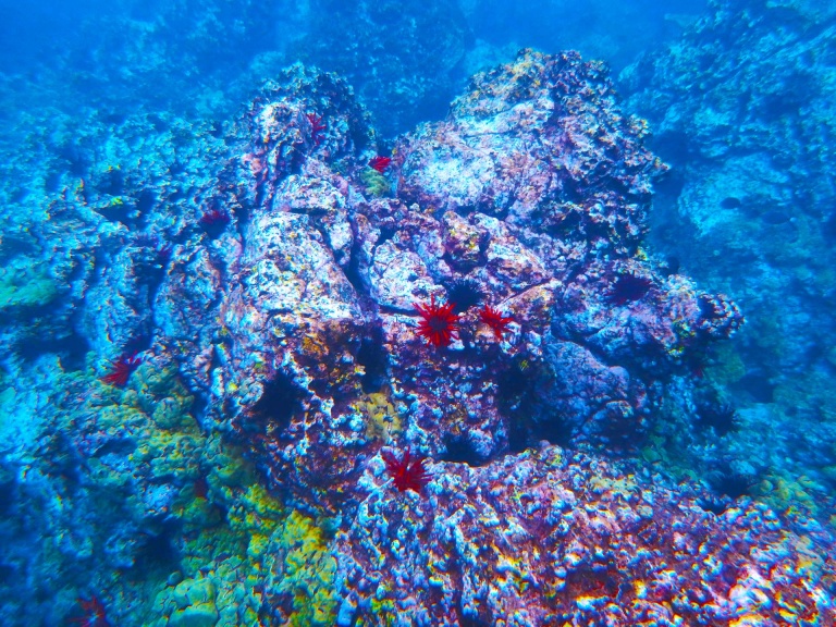 beautiful coral reefs and other marine life fair wind