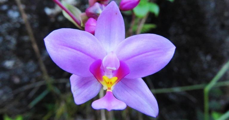 beautiful flowers at kauai hiking tours