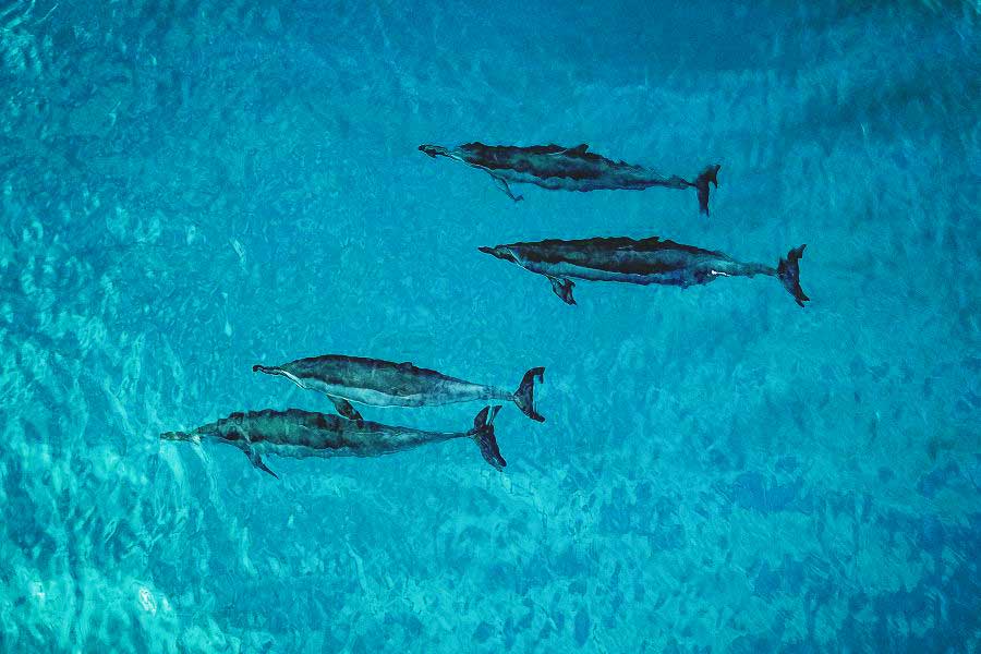 beautiful mauis dolphins sail trilogy