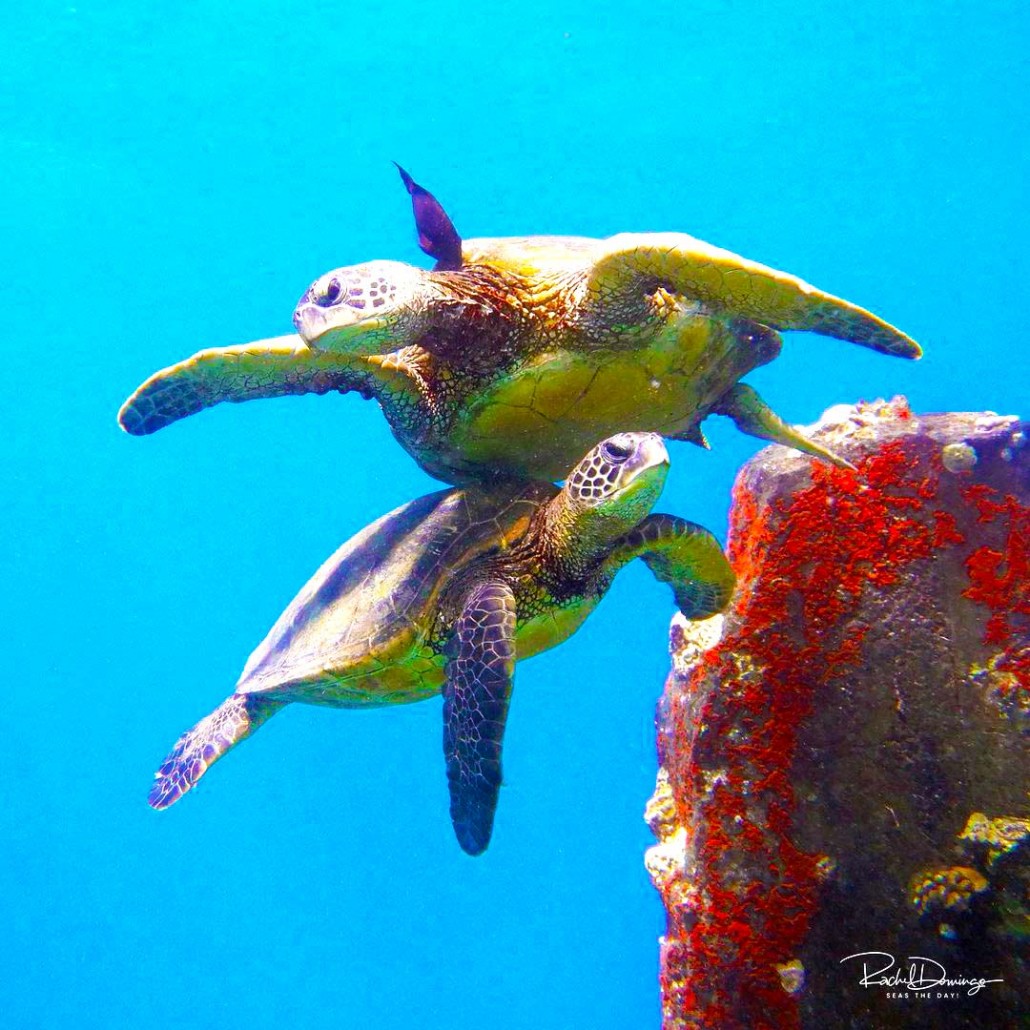 chilling with the turtles maui dreams dive co