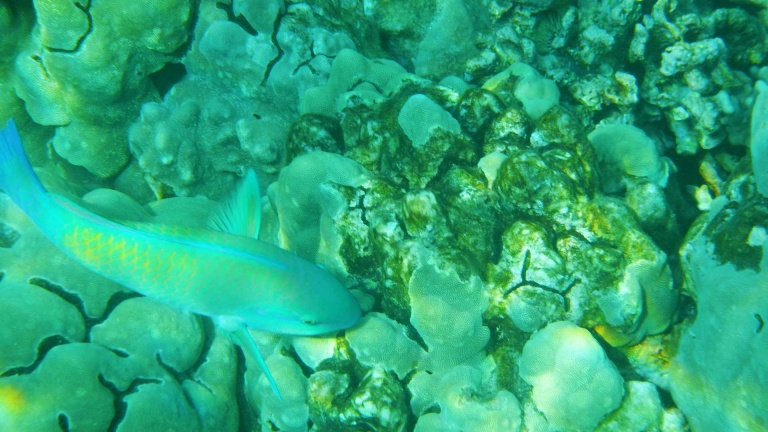 explore the underwater world at kealakekua bay big island kayak