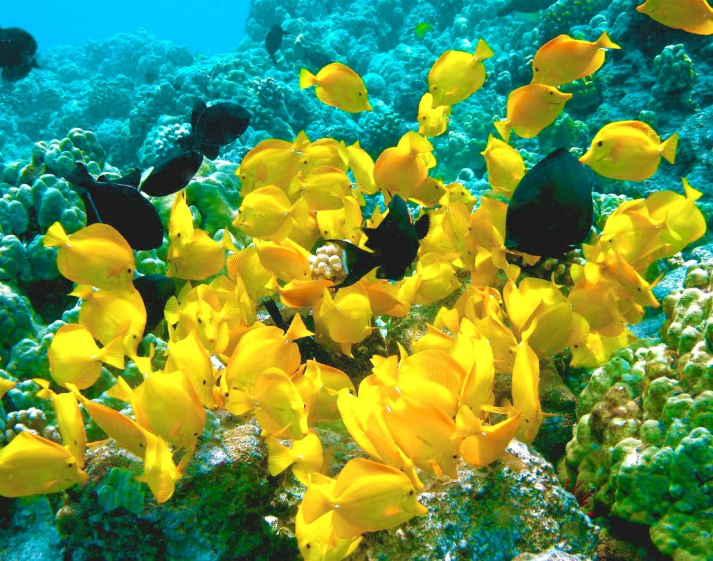 fair wind yellow tang fishes