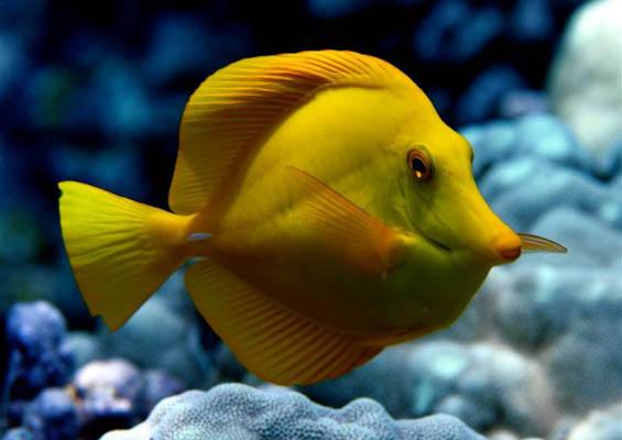 Fairwind Afternoon Kealakekua Snorkel Slider Yellow Fish
