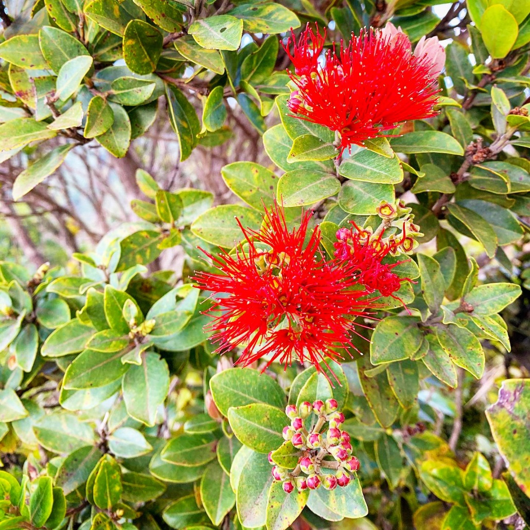 flowers kauai hiking tours