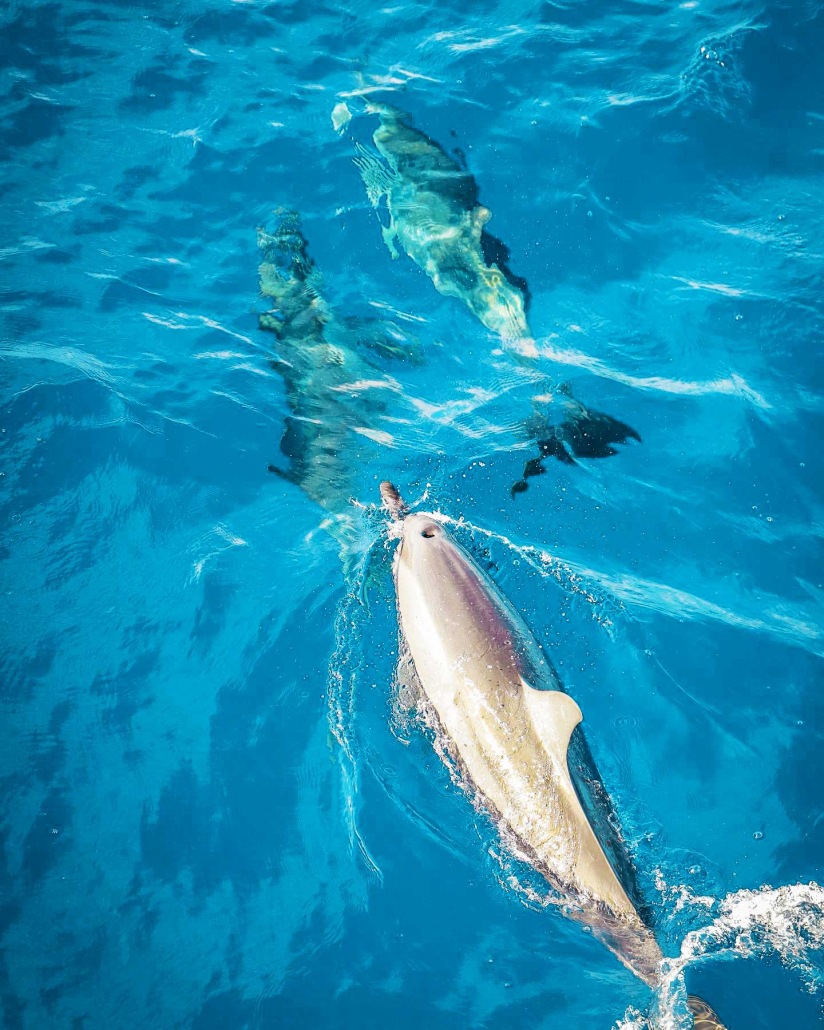friendly lanai spinner dolphins maui sail trilogy