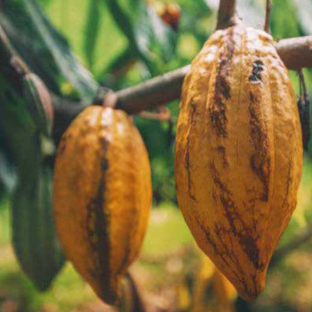 Hawaiian Cocoa Bean At Kualoa Ranch