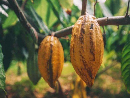 hawaiian cocoa bean at kualoa ranch