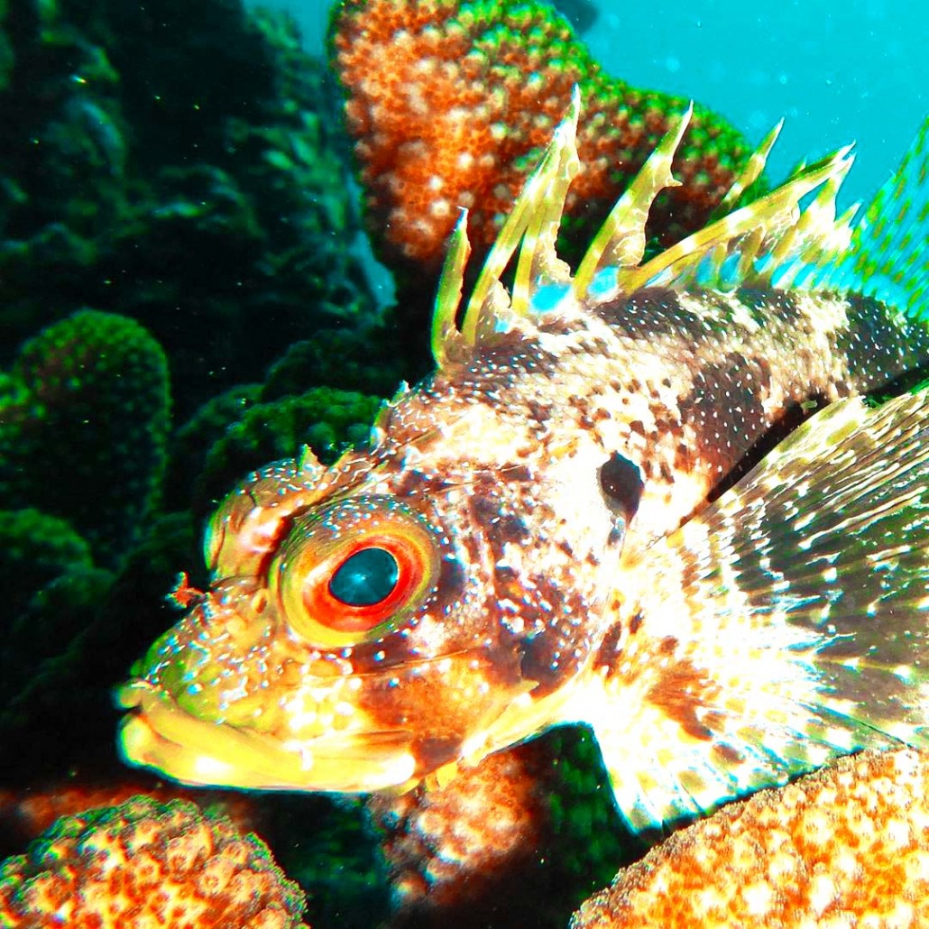 hawaiian lionfish maui dreams dive co
