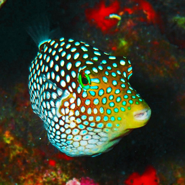 hawaiian puffer fish maui dreams dive co