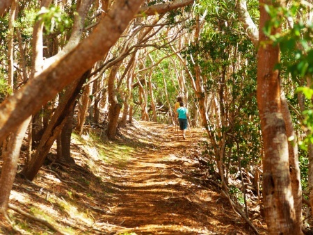 hiking on forest trail along waimea canyon in kauai hawaii