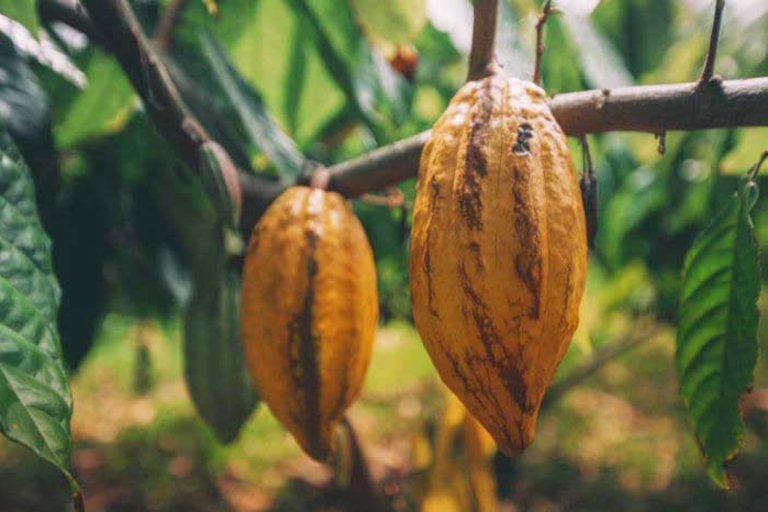 Kualoa Kualoa Ranch Combo Tour Hawaiian Cocoa Bean At Kualoa Ranch