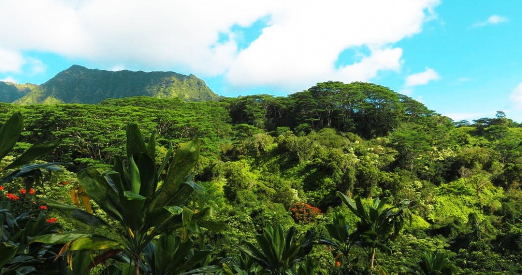 kuilau ridge jungle trail to mount waialeale viewpoint kauai hiking tours