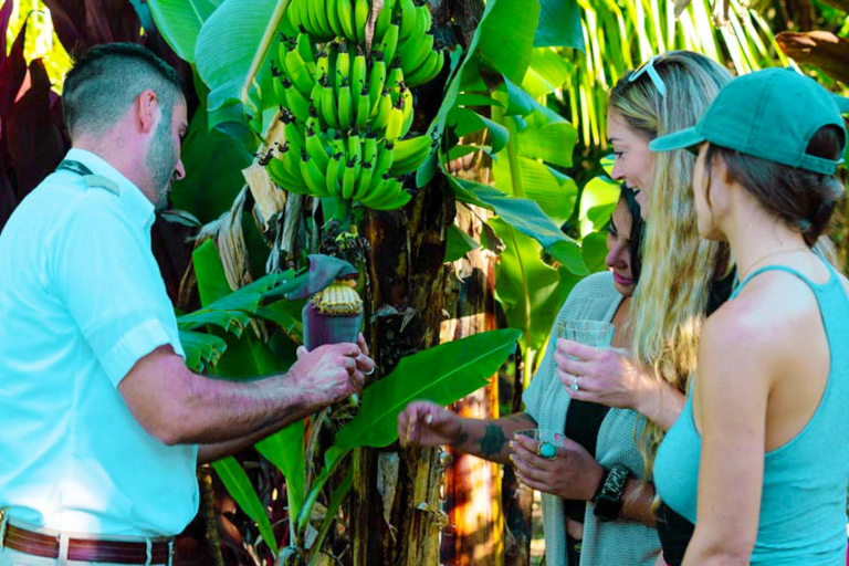Land In The Hana Rainforest And Explore Mauis Authentic And Remote Landscape Maverick Helicopters 