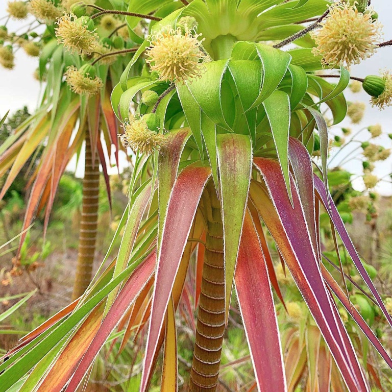 learn about the history of the area kauai hiking tours
