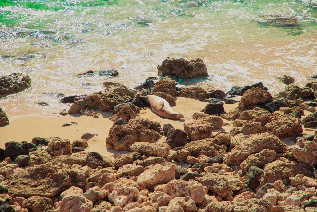leeward coast and sleeping sea lion oahu hawaii