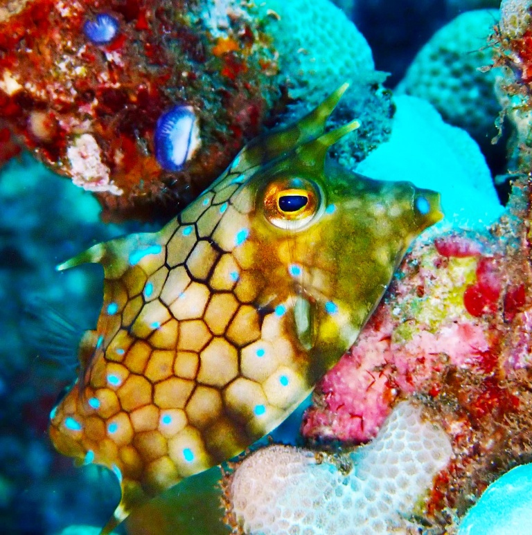 little thornback cowfish maui dreams dive co