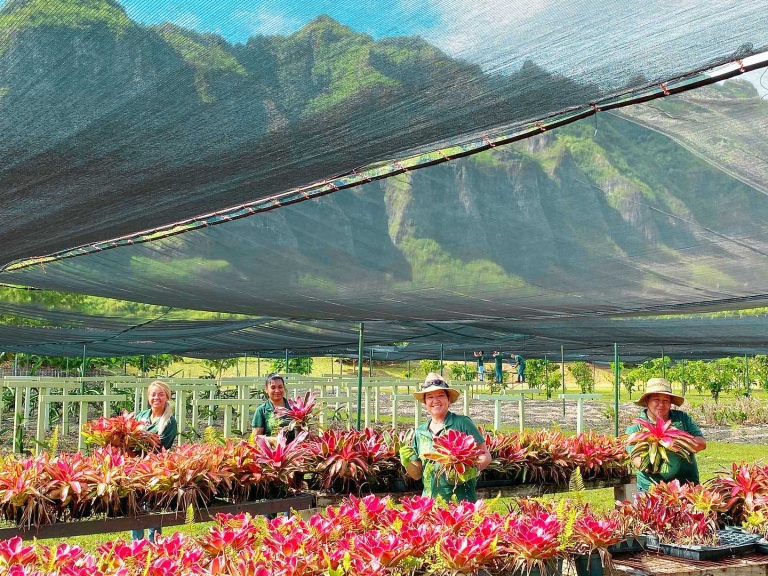 maintaining social distancing while farming pineapple kualoa ranch