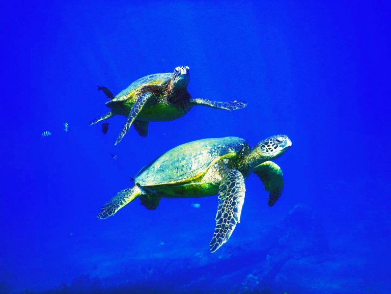 maui turtles maui dreams dive co