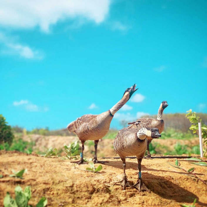 nene the hawaiian goose kauai hiking tours