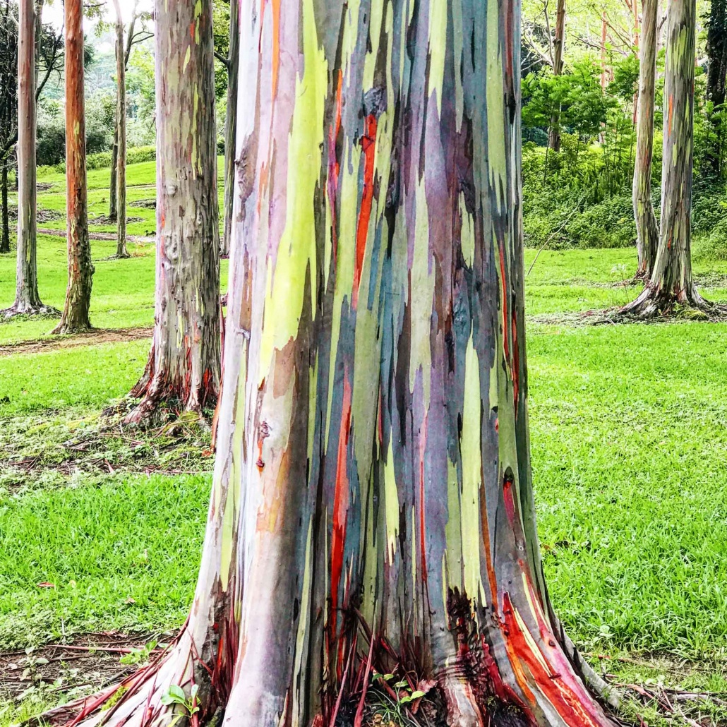 rainbow eucalyptus trees kauai hiking tours