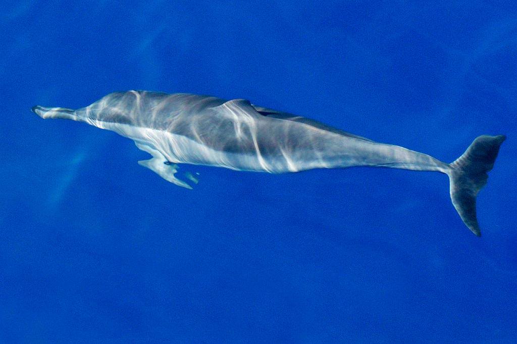 see hawaiian spinner dolphins captain cook snorkeling cruises
