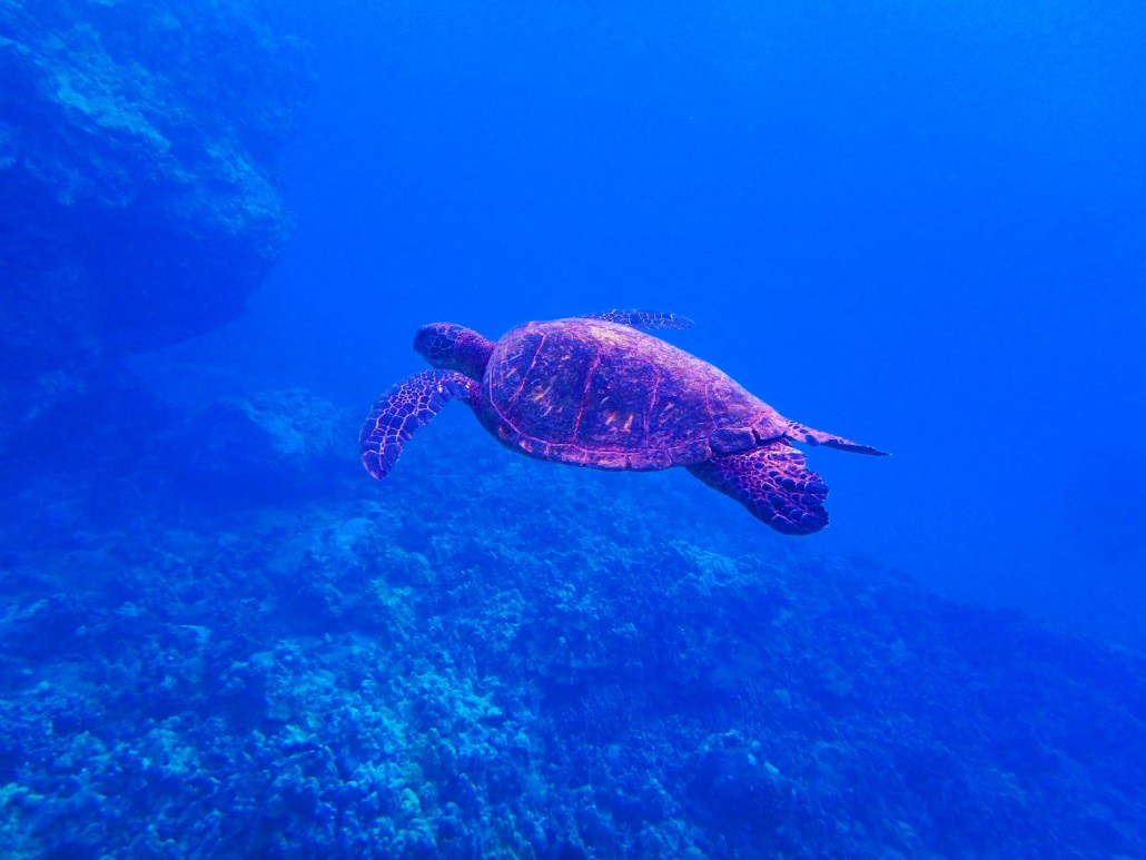 snorkeling with turtle fair wind
