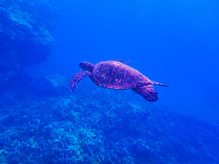 snorkeling with turtle fair wind
