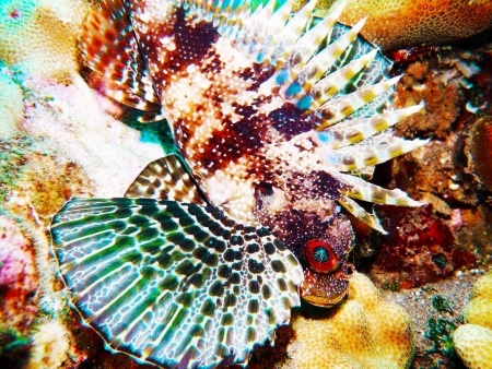the green hawaiian lionfish maui dreams dive co