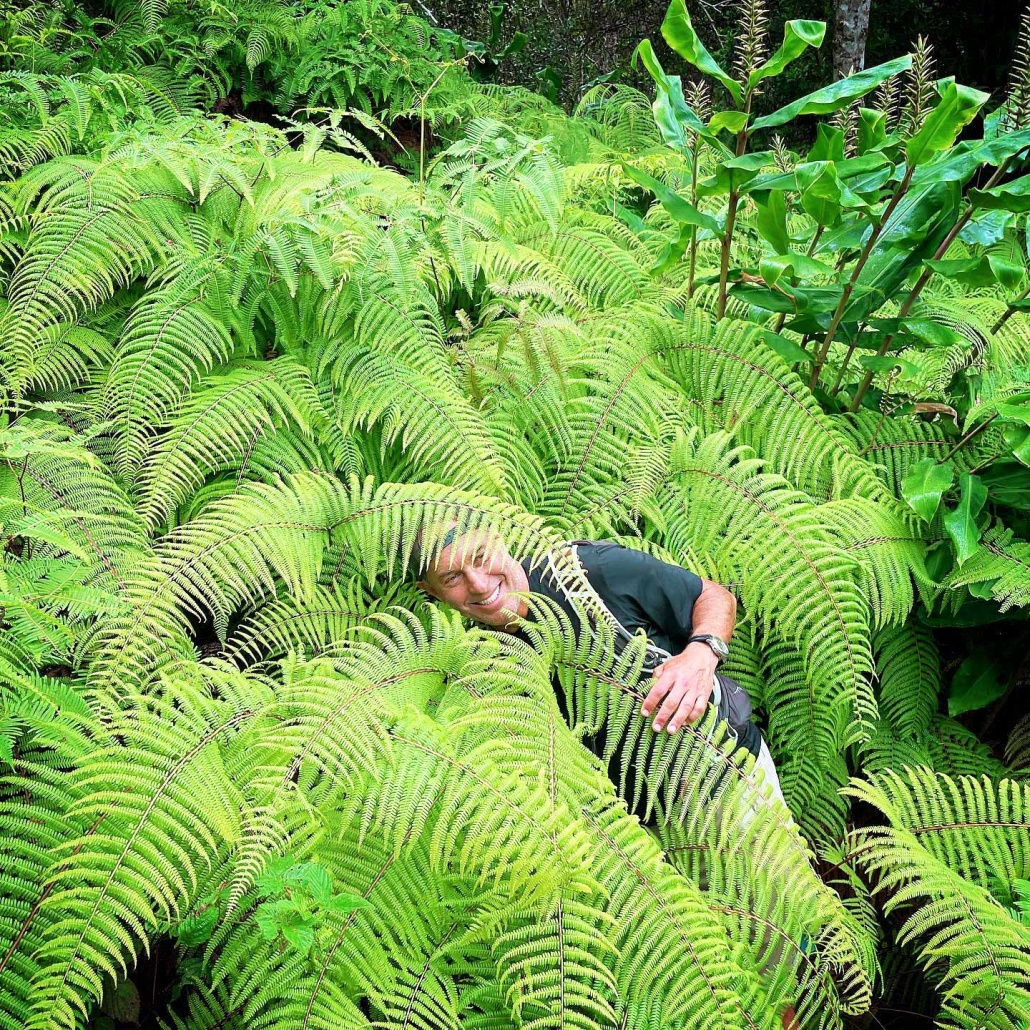 the intensely green views of lush gulches that dominate the foreground kauai hiking tours
