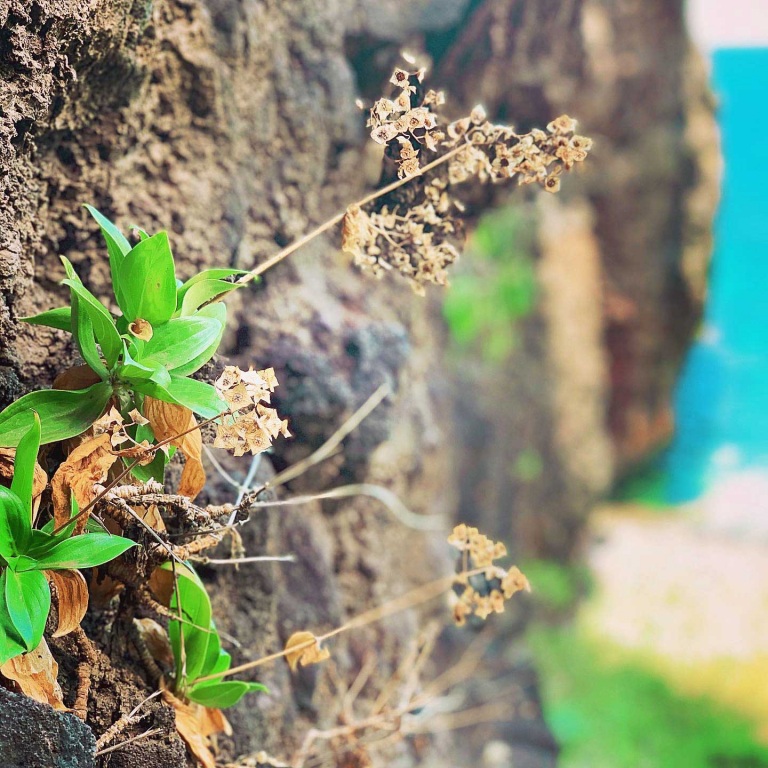 this gentle trail is a nature lovers dream kauai hiking tours