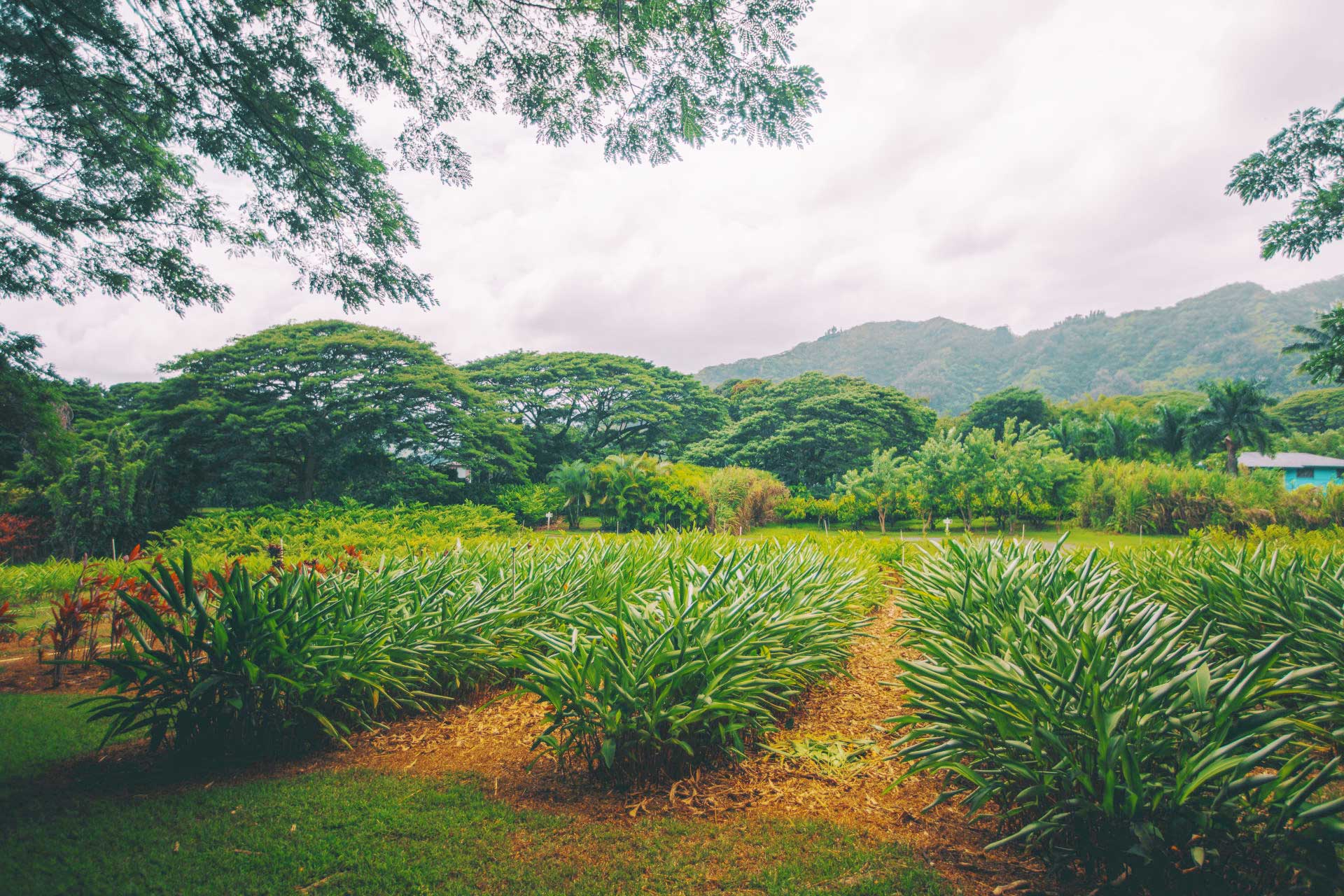 farm tours oahu